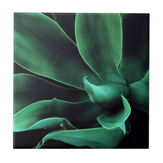 Green Agave Attenuata Tegeltje (Voorkant)