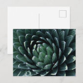 Green Agave Briefkaart (Voorkant / Achterkant)