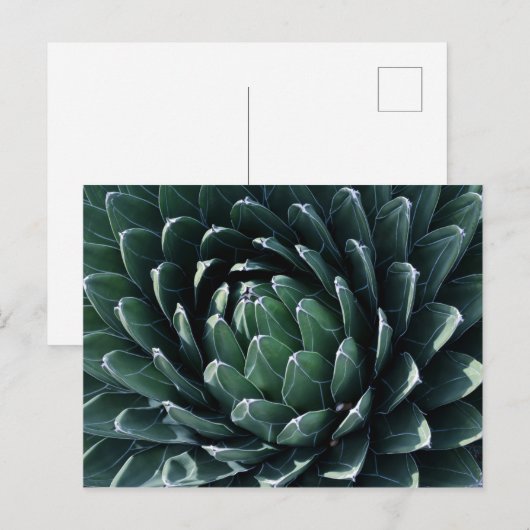 Green Agave Briefkaart (Voorkant / Achterkant)