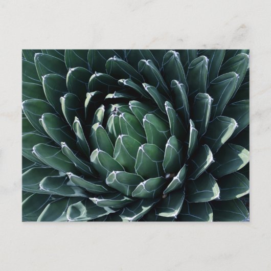 Green Agave Briefkaart (Voorkant)