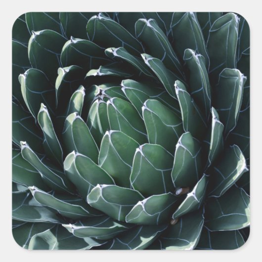 Green Agave Vierkante Sticker (Voorkant)