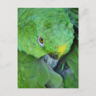 Green Amazon Parrot Briefkaart