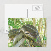 Green Anaconda Briefkaart (Voorkant / Achterkant)