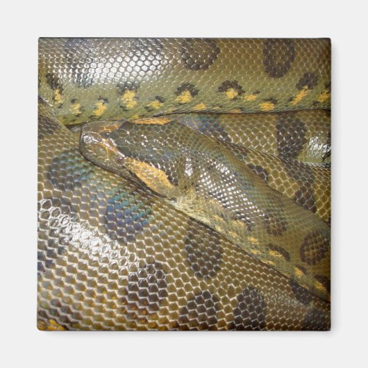Green Anaconda Magneet (Voorkant)