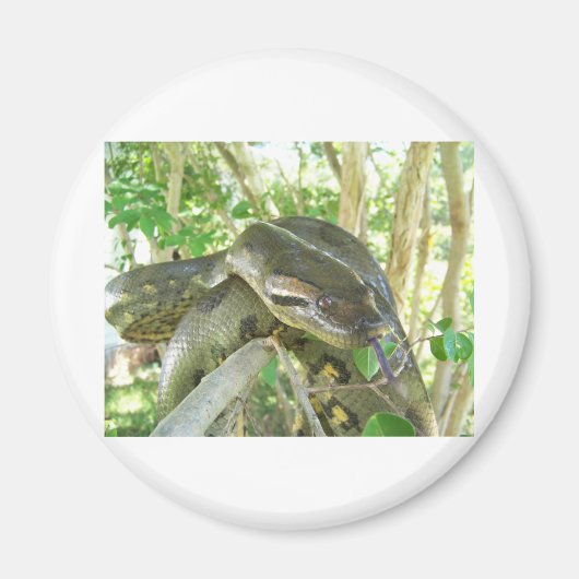 Green Anaconda Magneet (Voorkant)