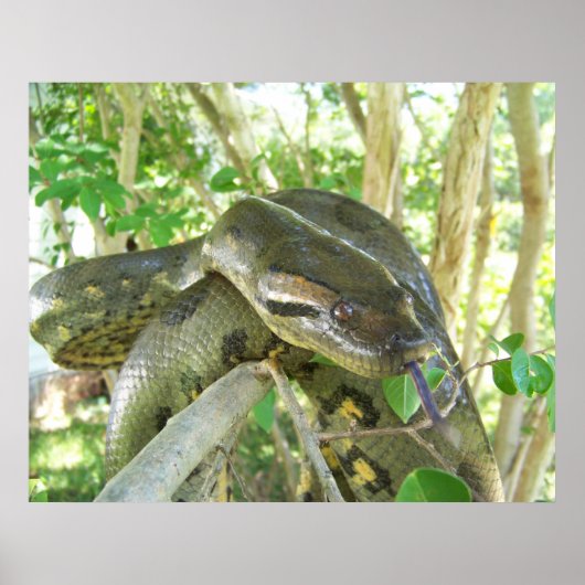 Green Anaconda Poster (Voorkant)