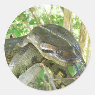 Green Anaconda Ronde Sticker
