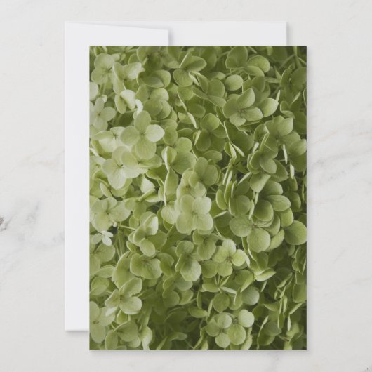 Green Annabelle Hydrangea Flower Baby shower Kaart (Achterkant)