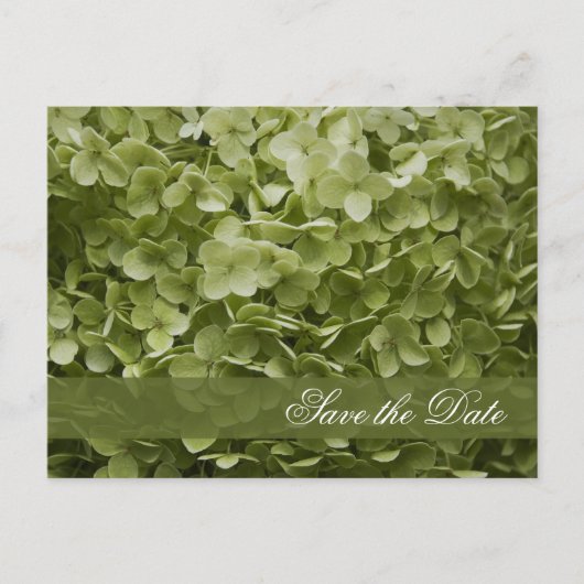 Green Annabelle Hydrangea Wedding Save the Date Aankondigingskaart (Voorkant)