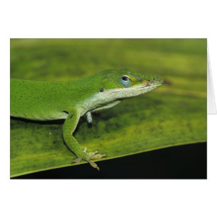 Green Anole, Anolis carolinensis, volwassen op pal