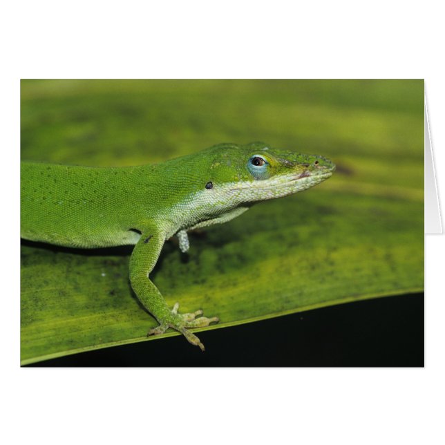 Green Anole, Anolis carolinensis, volwassen op pal (Voorkant Horizontaal)