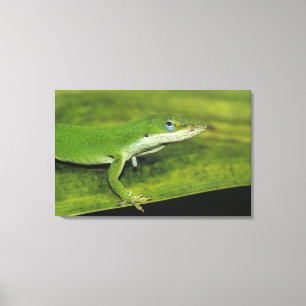 Green Anole, Anolis carolinensis, volwassen op pal Canvas Afdruk