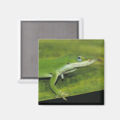 Green Anole, Anolis carolinensis, volwassen op pal Magneet (Voorkant / Achterkant)