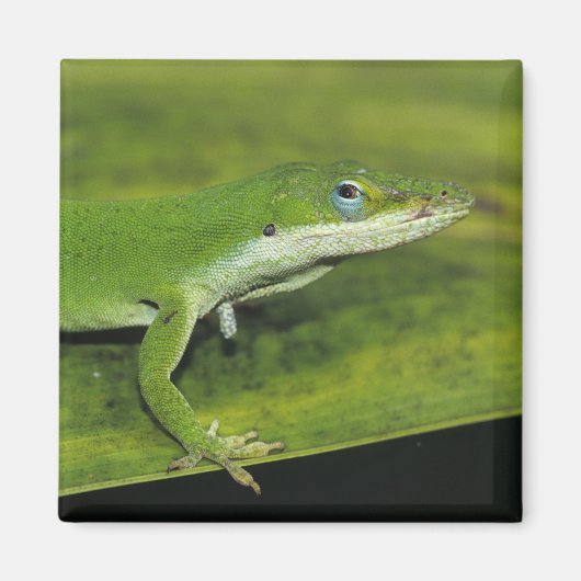 Green Anole, Anolis carolinensis, volwassen op pal Magneet (Voorkant)