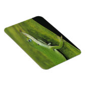 Green Anole, Anolis carolinensis, volwassen op pal Magneet (Rechterzijde)