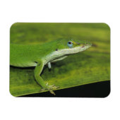 Green Anole, Anolis carolinensis, volwassen op pal Magneet (Horizontaal)