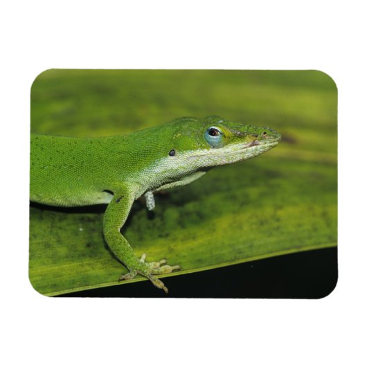 Green Anole, Anolis carolinensis, volwassen op pal Magneet (Horizontaal)