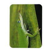 Green Anole, Anolis carolinensis, volwassen op pal Magneet (Verticaal)