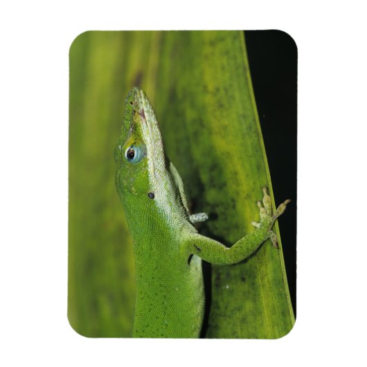 Green Anole, Anolis carolinensis, volwassen op pal Magneet (Verticaal)