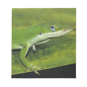 Green Anole, Anolis carolinensis, volwassen op pal Notitieblok