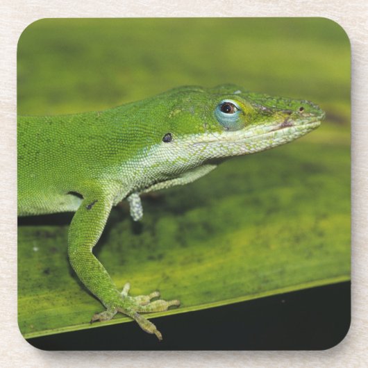 Green Anole, Anolis carolinensis, volwassen op pal Onderzetter (Voorkant)