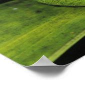 Green Anole, Anolis carolinensis, volwassen op pal Poster (Hoek)