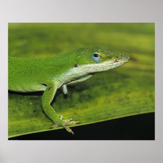 Green Anole, Anolis carolinensis, volwassen op pal Poster (Voorkant)