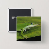 Green Anole, Anolis carolinensis, volwassen op pal Vierkante Button 5,1 Cm (Voorkant /achterkant)