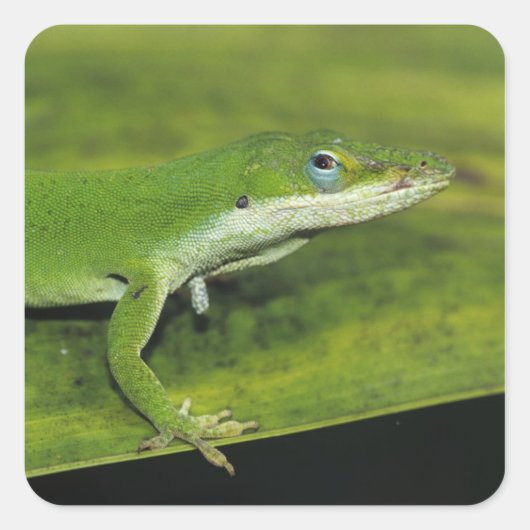 Green Anole, Anolis carolinensis, volwassen op pal Vierkante Sticker (Voorkant)