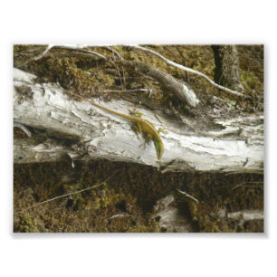 Green Anole BIG ISLAND HAWAII Foto Afdruk