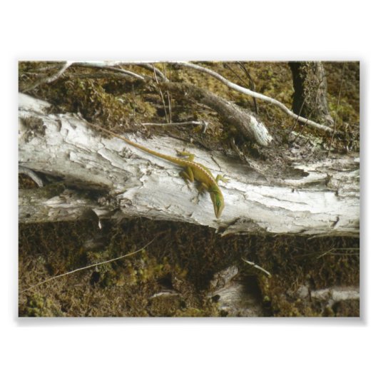 Green Anole BIG ISLAND HAWAII Foto Afdruk (Voorkant)