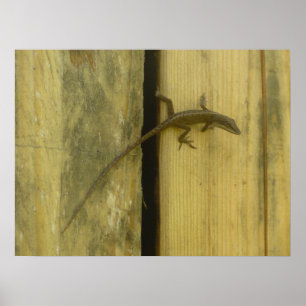 Green Anole BIG ISLAND HAWAII Poster