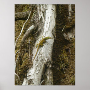 Green Anole BIG ISLAND HAWAII Poster
