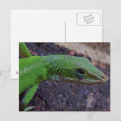 Green Anole Briefkaart (Voorkant / Achterkant)