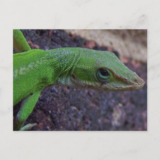 Green Anole Briefkaart
