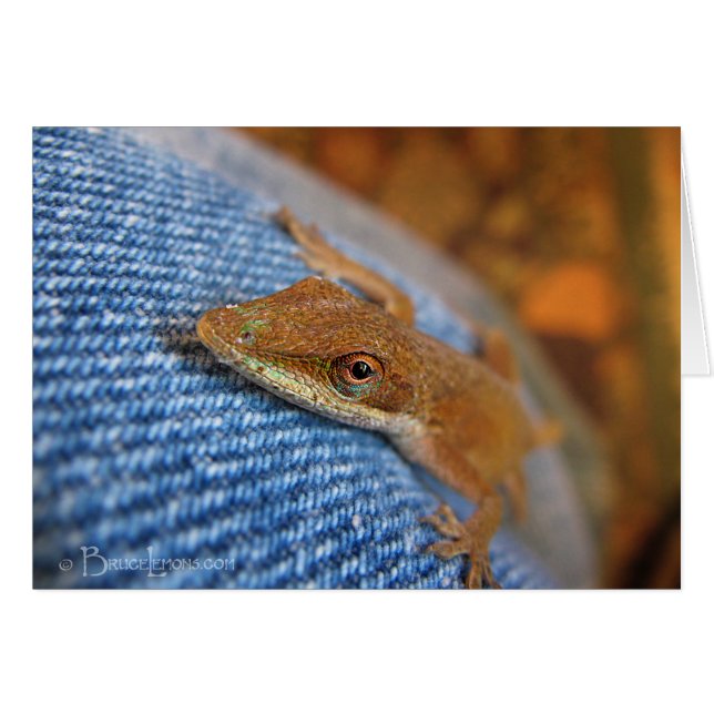 Green Anole Lizard (Voorkant Horizontaal)