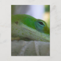 Green Anole Lizard