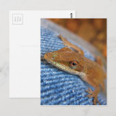 Green Anole Lizard Briefkaart (Voorkant / Achterkant)