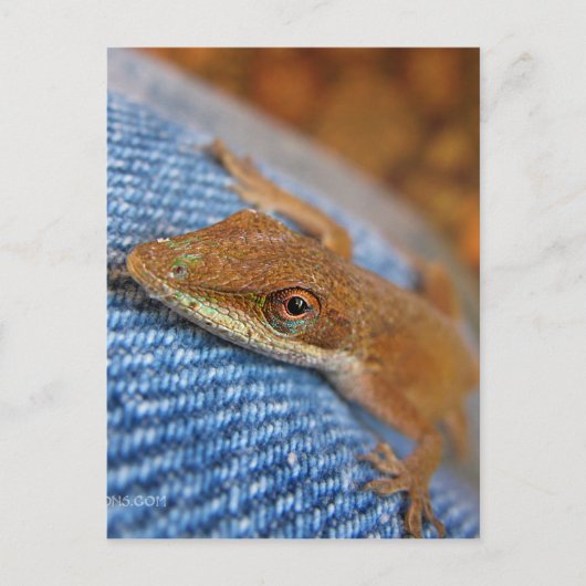 Green Anole Lizard Briefkaart (Voorkant)