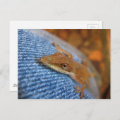 Green Anole Lizard Briefkaart (Voorkant / Achterkant)