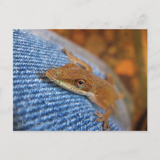 Green Anole Lizard Briefkaart (Voorkant)