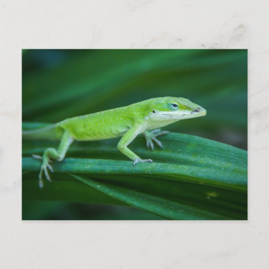 Green Anole Lizard Briefkaart (Voorkant)