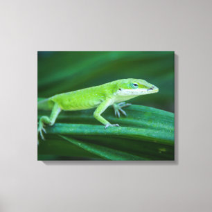 Green Anole Lizard Canvas Afdruk
