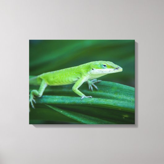 Green Anole Lizard Canvas Afdruk (Voorkant)