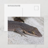 Green Anole Lizard closeup Briefkaart (Voorkant / Achterkant)