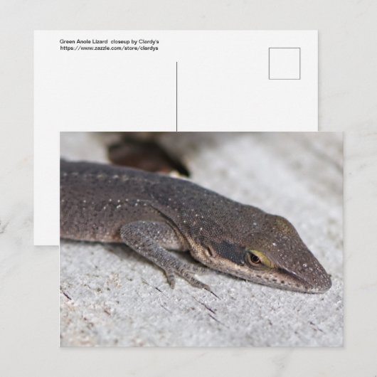 Green Anole Lizard closeup Briefkaart (Voorkant / Achterkant)