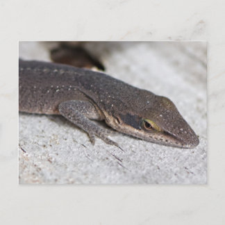 Green Anole Lizard closeup Briefkaart