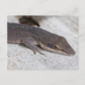 Green Anole Lizard closeup Briefkaart (Voorkant)