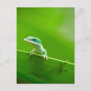 Green Anole Lizard Encounter Art Photography Briefkaart