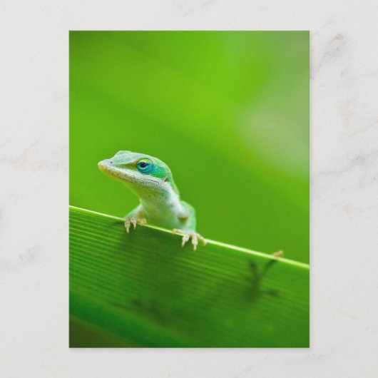 Green Anole Lizard Encounter Art Photography Briefkaart (Voorkant)